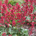 Vibrant Gardens: What Flowers Bloom in Winter Months