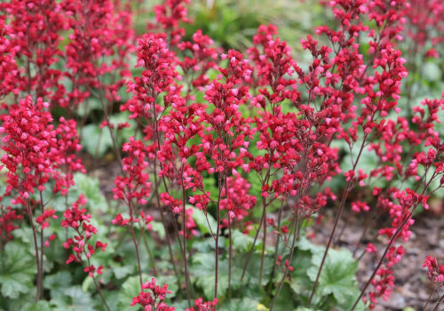 Vibrant Gardens: What Flowers Bloom in Winter Months