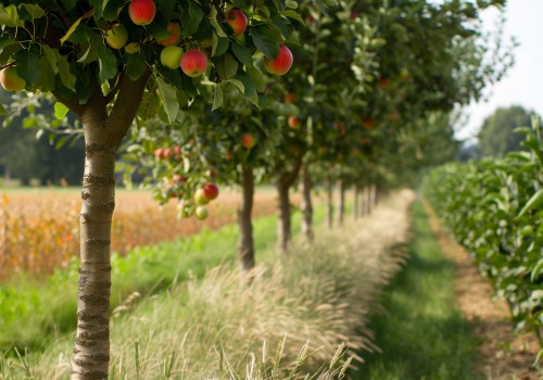 What Is an Orchard and How It Fuels the Sustainable Farming Movement