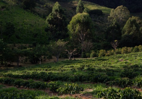 The Future of Sustainable Agriculture: How We Can Make a Positive Impact